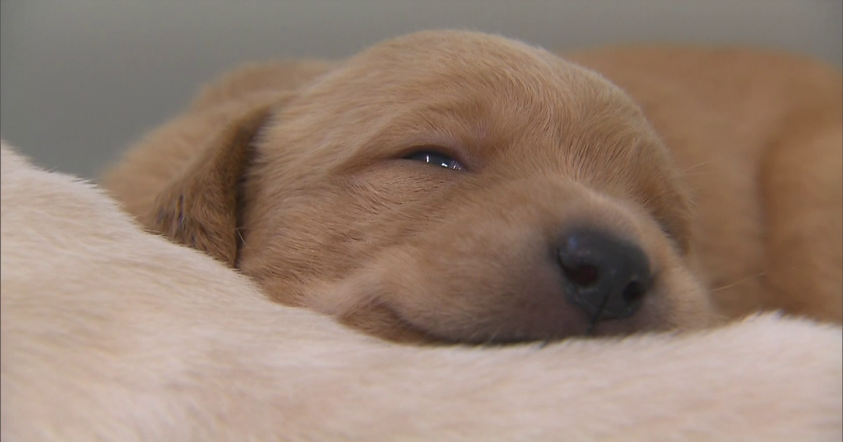 Fireworks celebrations lead to lost pets in SWFL; here's what to do
