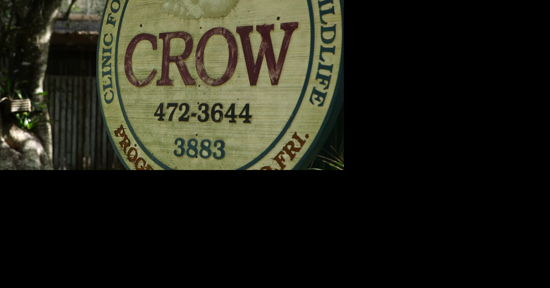 Southwest Florida woman saves turtle on I-75, now healing at CROW