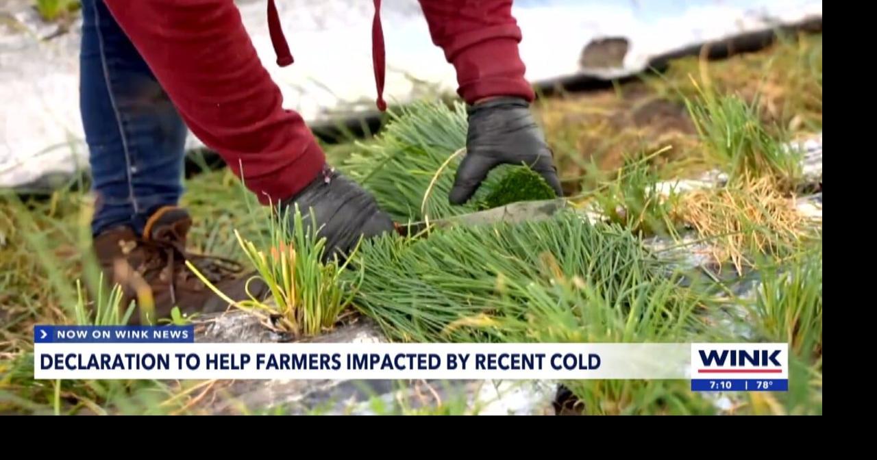USDA declares disaster for Florida farmers hit by severe freeze