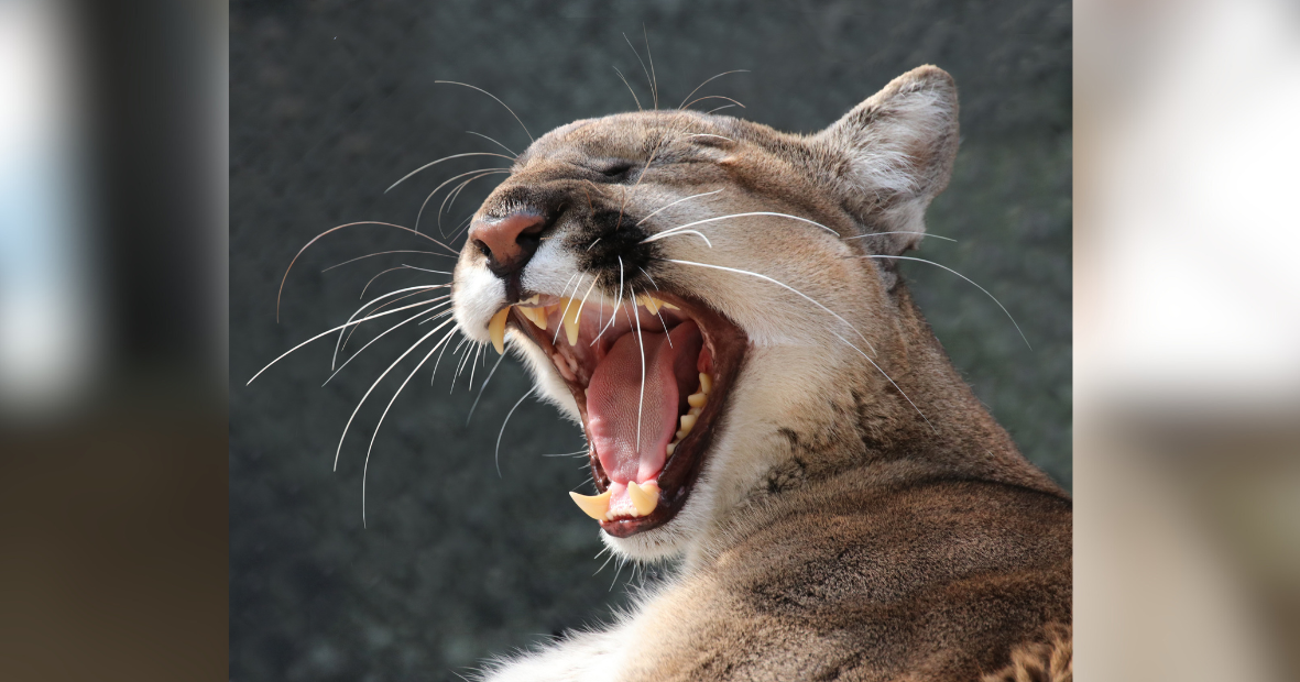 2 endangered Florida panthers killed miles apart by vehicle in Hendry County