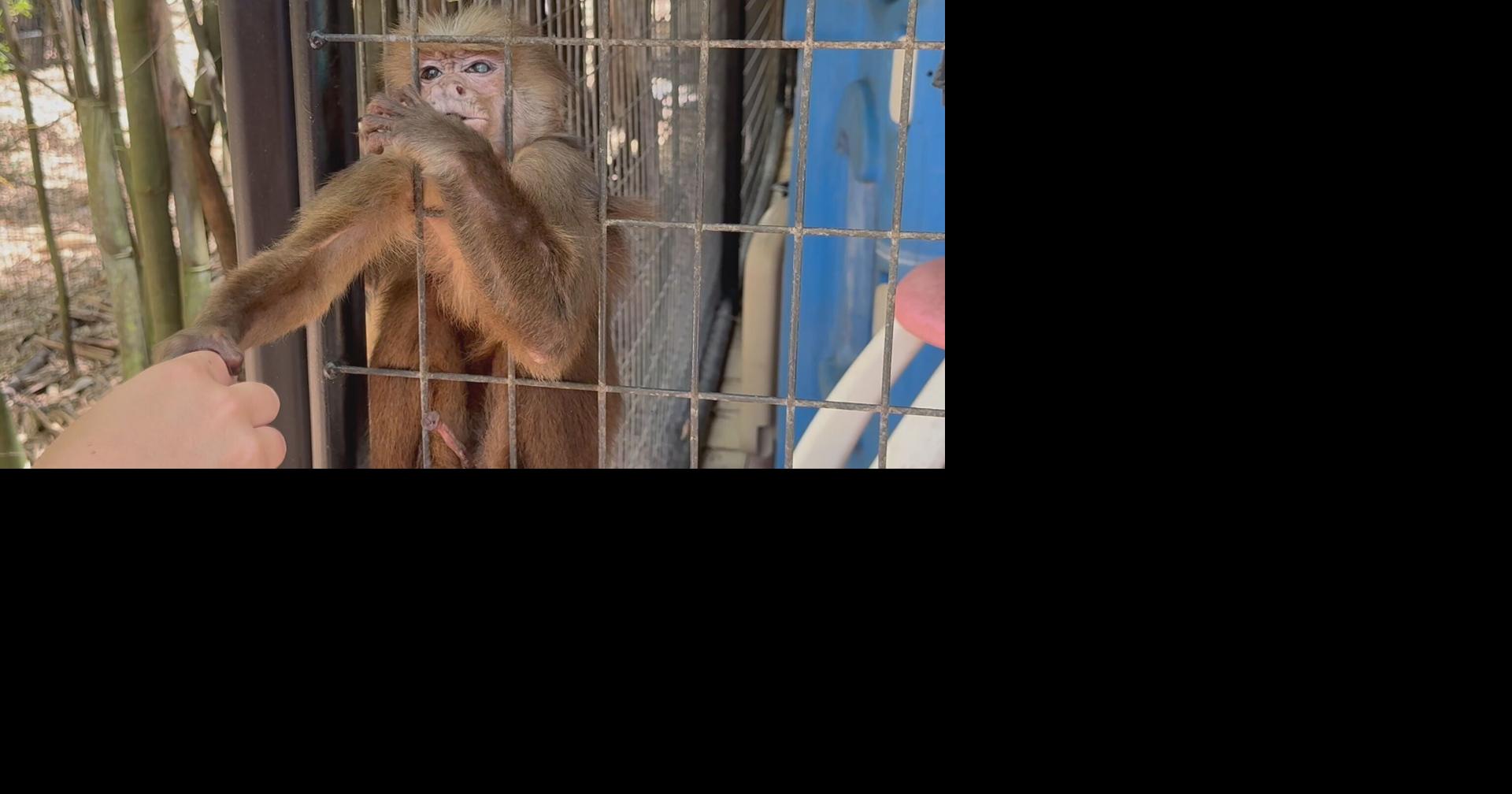 Records reveal thousands of primates shipped out of SWFL last year; lawmaker seeks ban on research imports