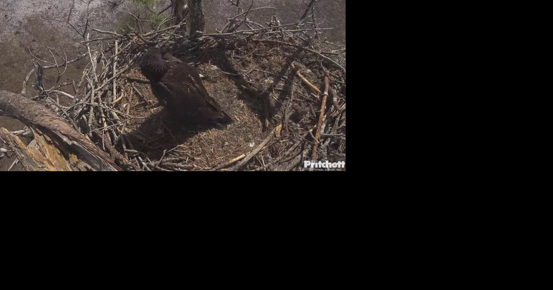 F23, cherished Southwest Florida eagle, presumed dead