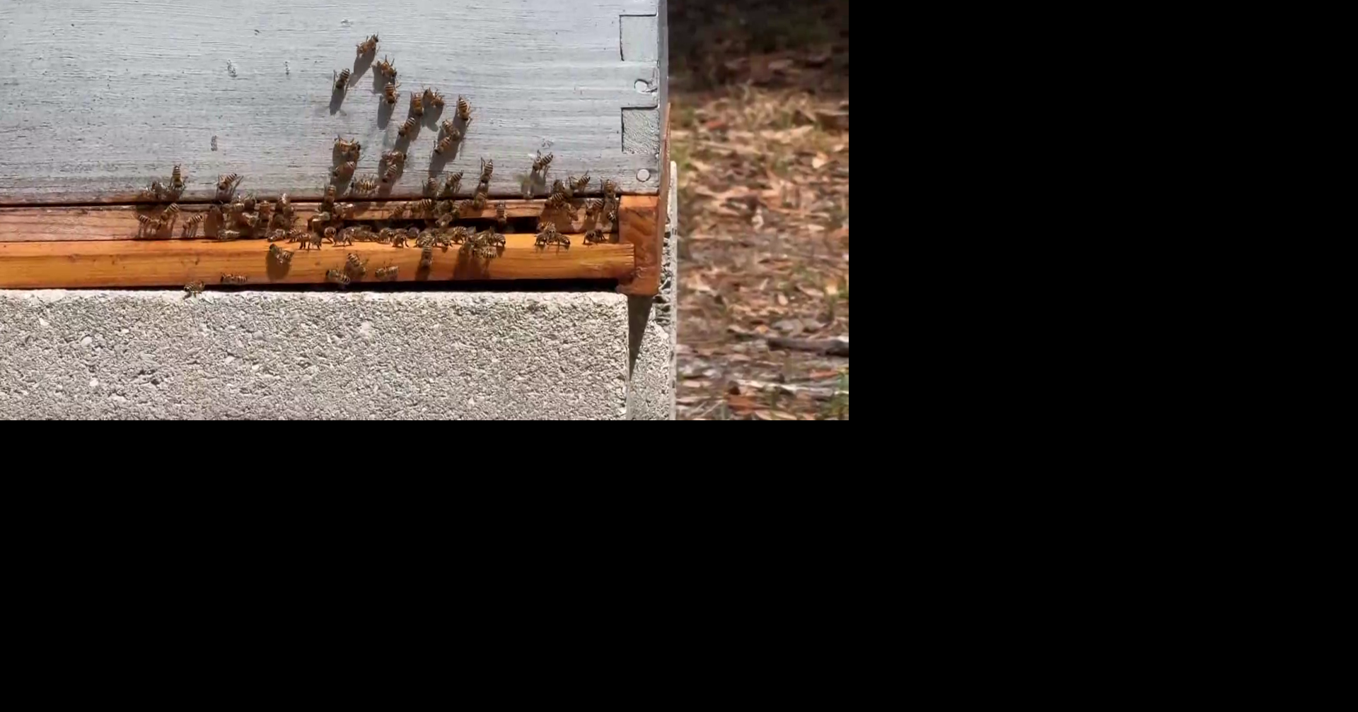 Beekeepers in Southwest Florida warn of aggressive honeybee presence