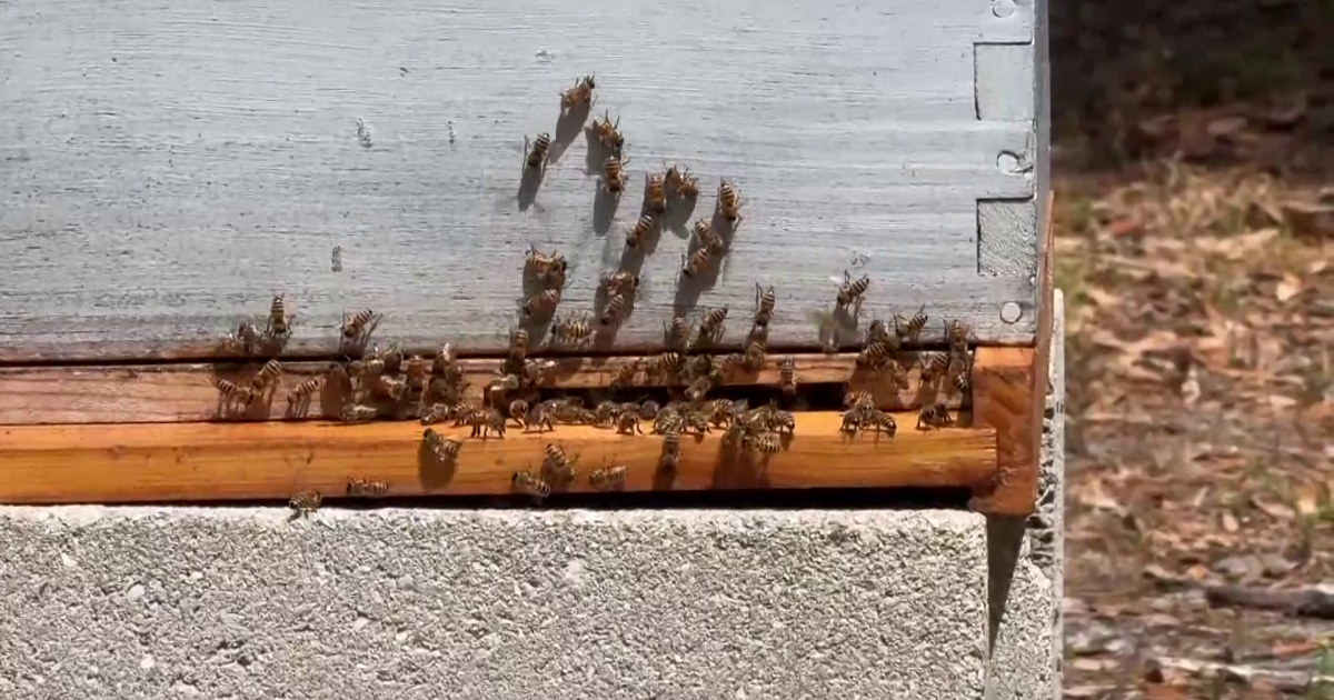Beekeepers in Southwest Florida warn of aggressive honeybee presence