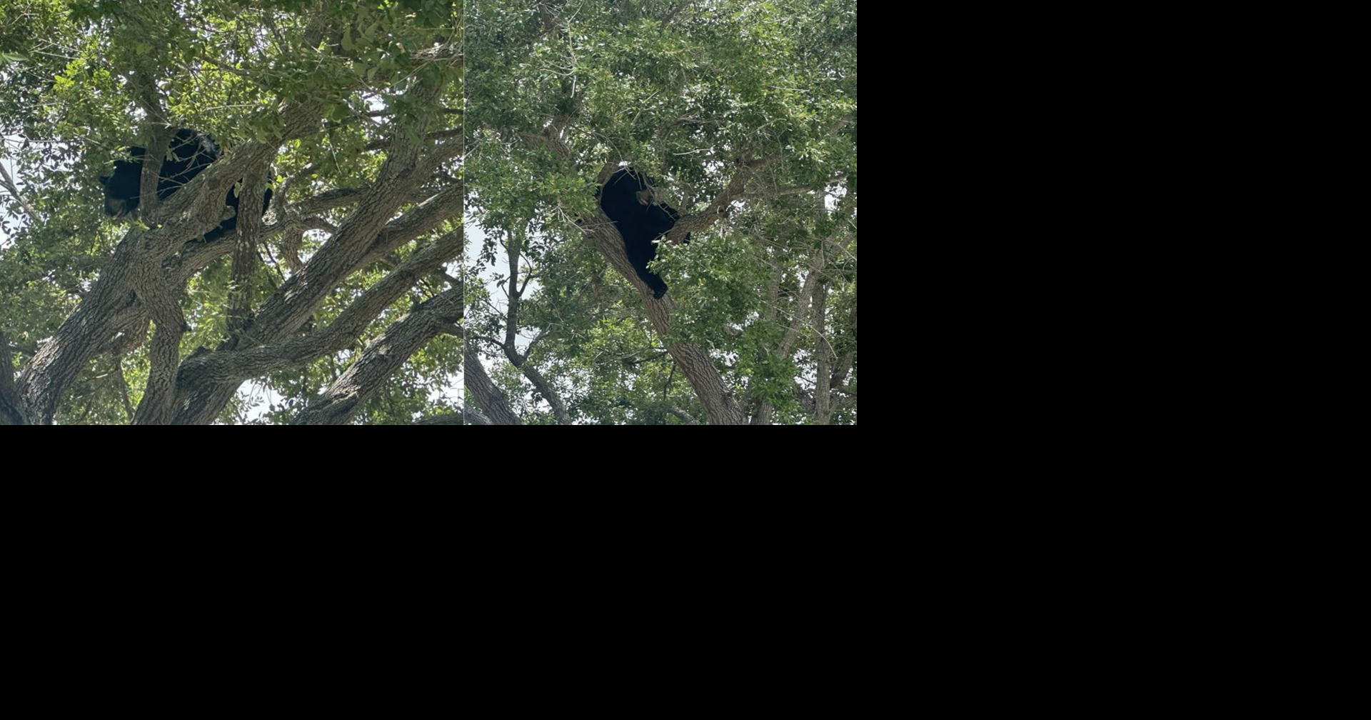 Juvenile black bear seen stuck in Naples tree, FWC responds