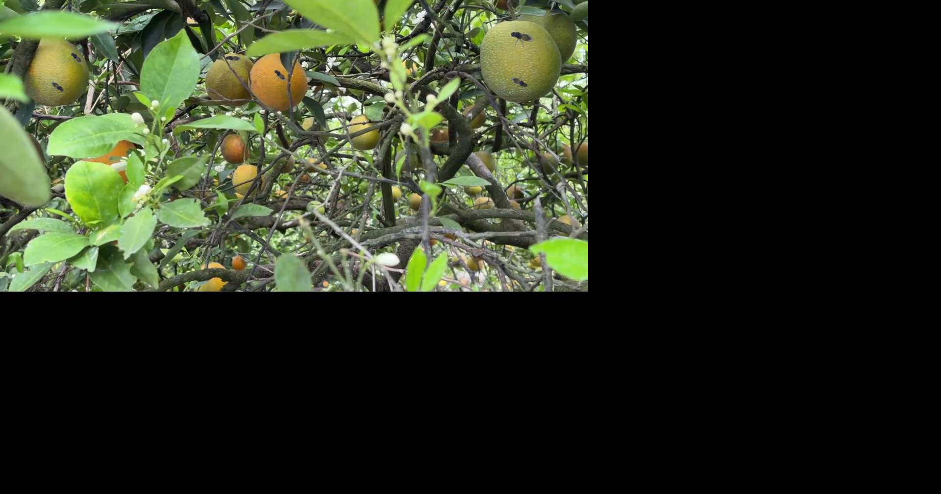 Florida citrus growers test 'good bugs' to fight greening disease