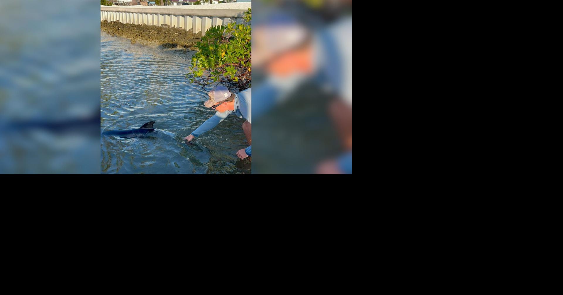 Unexpected baby dolphin rescue unfolds on St. James City fishing charter