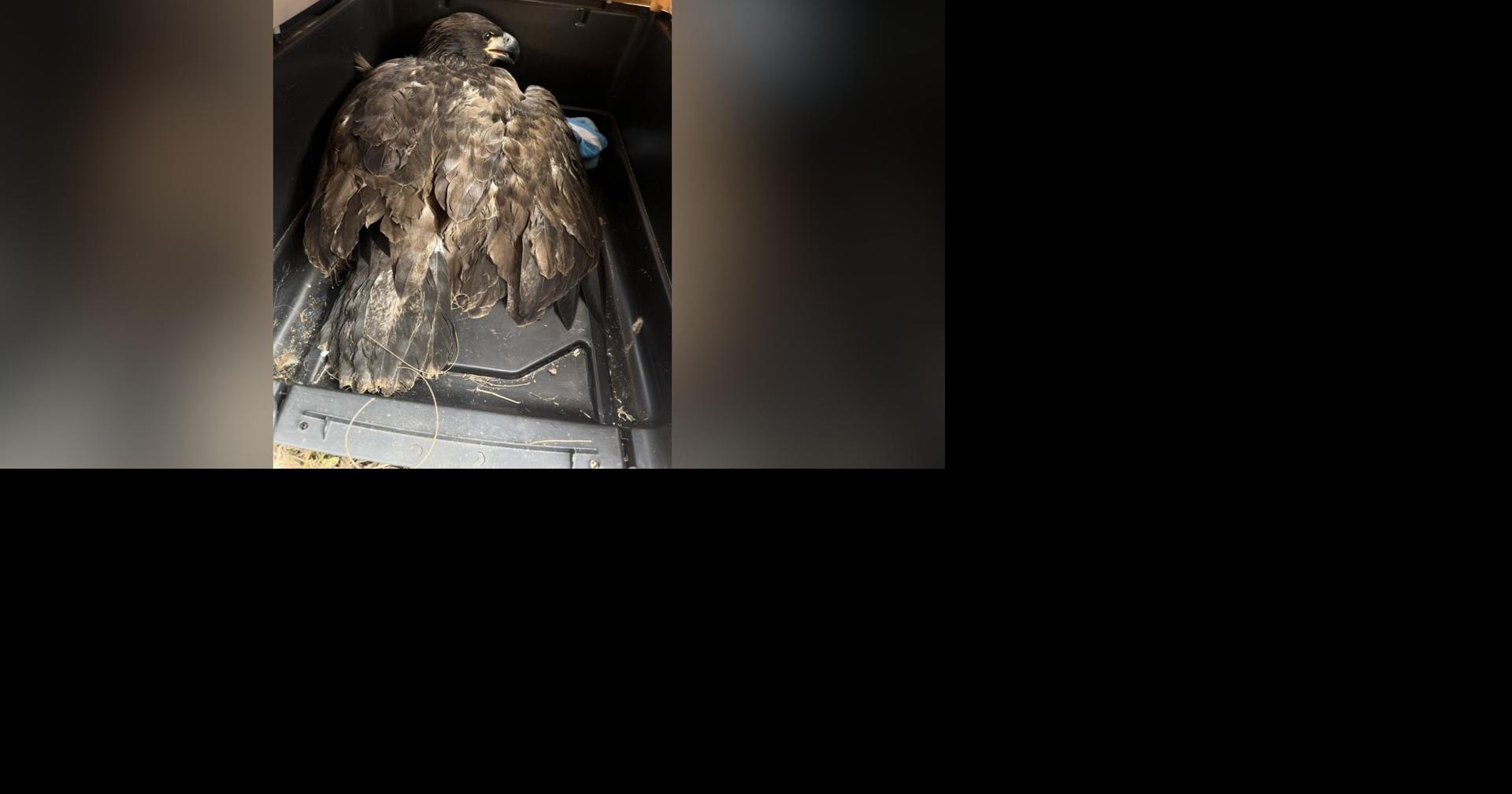 Injured eaglet found in Lee County transported to Tampa Bay by several volunteers