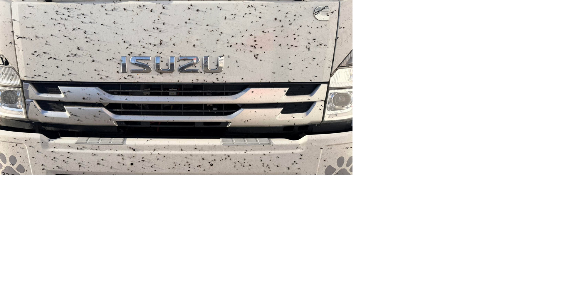 Drought vs. lovebugs: How Southwest Florida’s dry pattern is shaping this season’s swarms