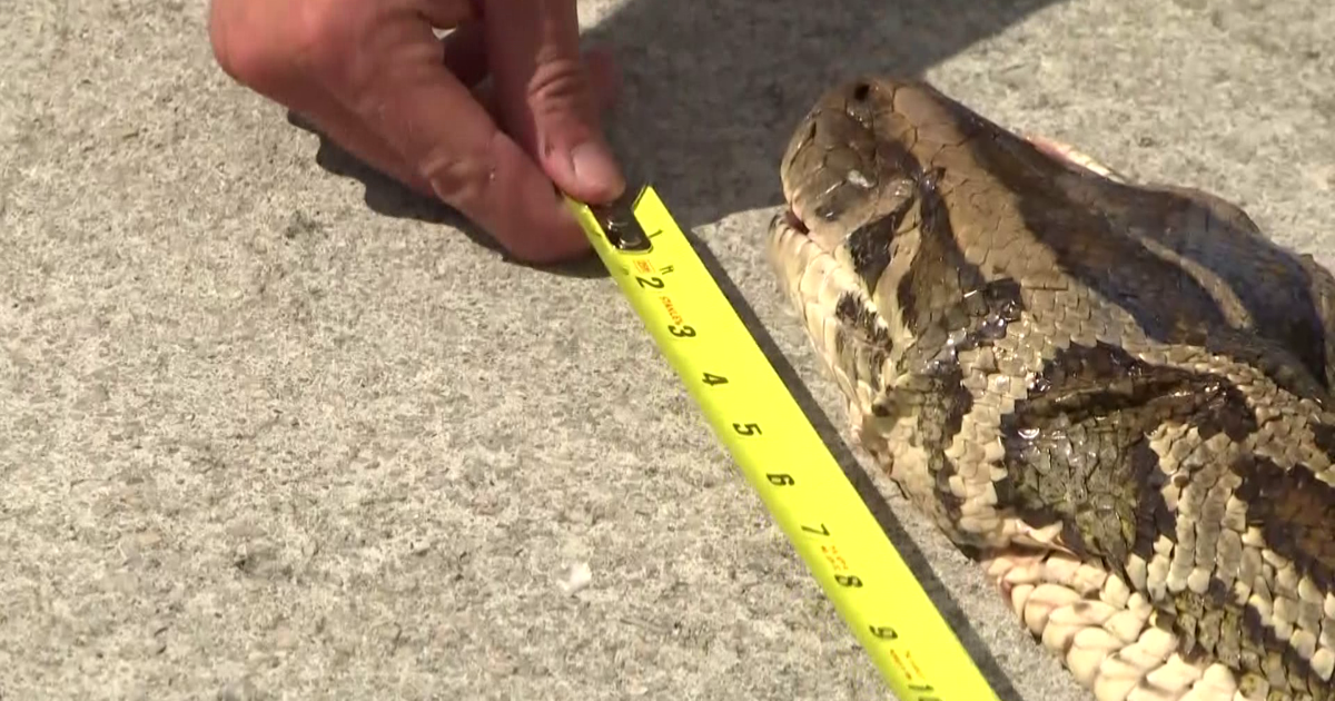 Longest python ever caught in Florida | Collier County | winknews.com