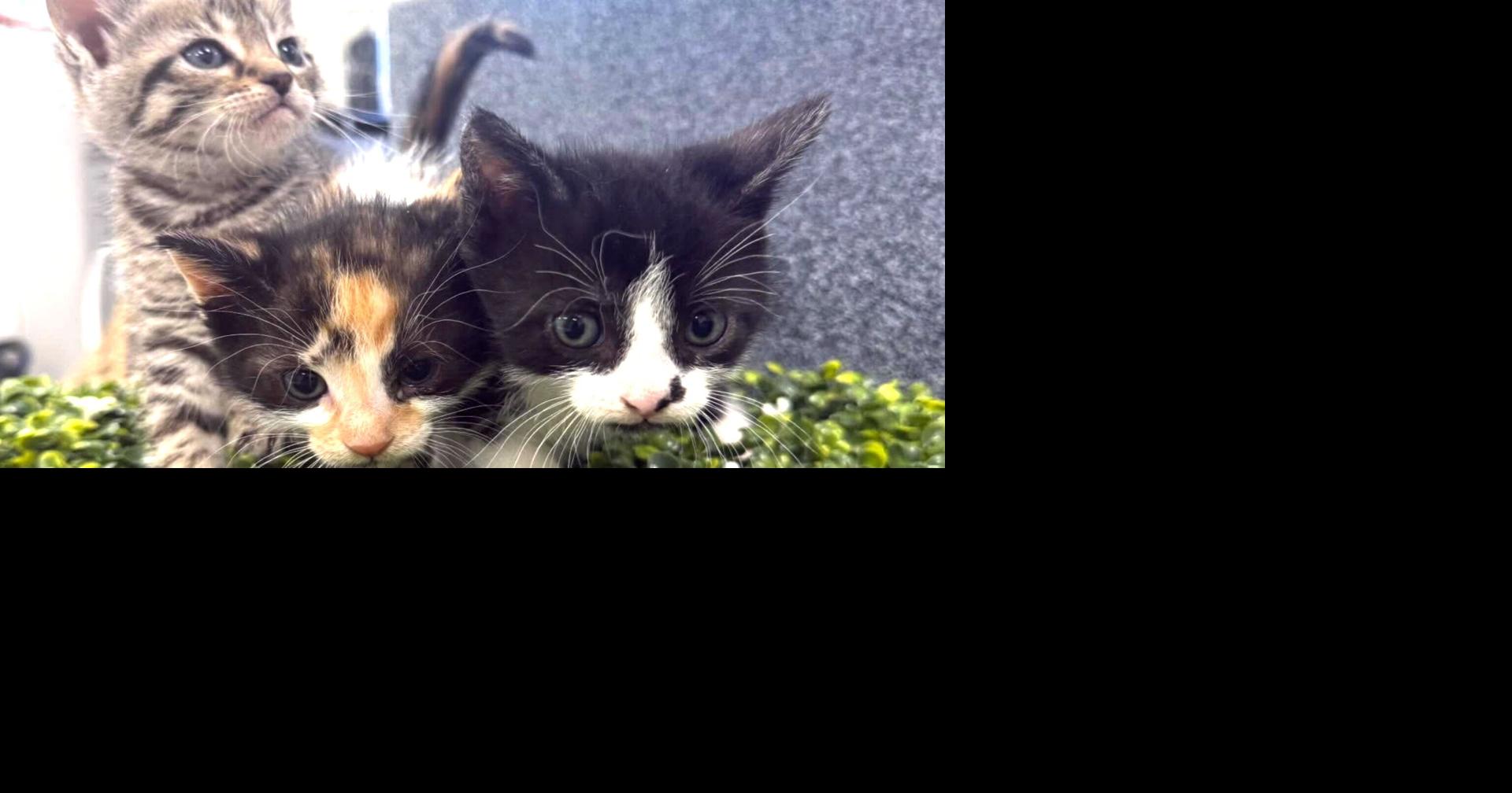 Read moreCollier County shelter pauses cat intake amid overcrowding, disease concerns