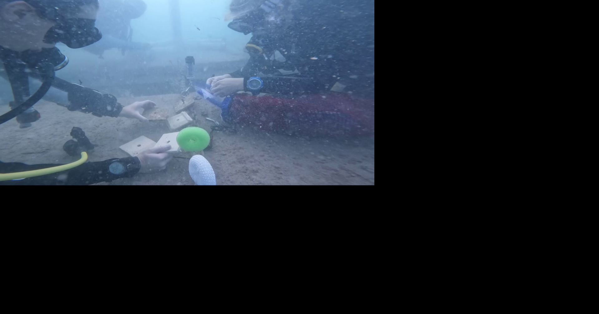 Artificial coral reef off Bonita Beach hub for marine life and