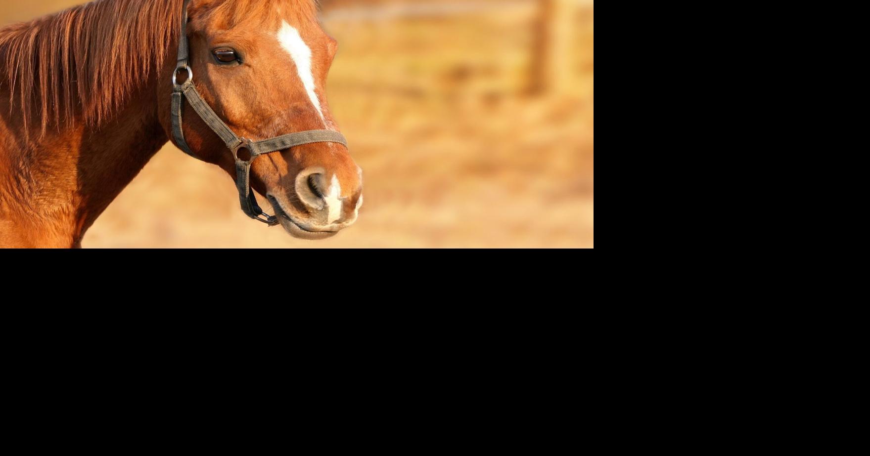 Equine herpesvirus threat prompts caution at Florida farms