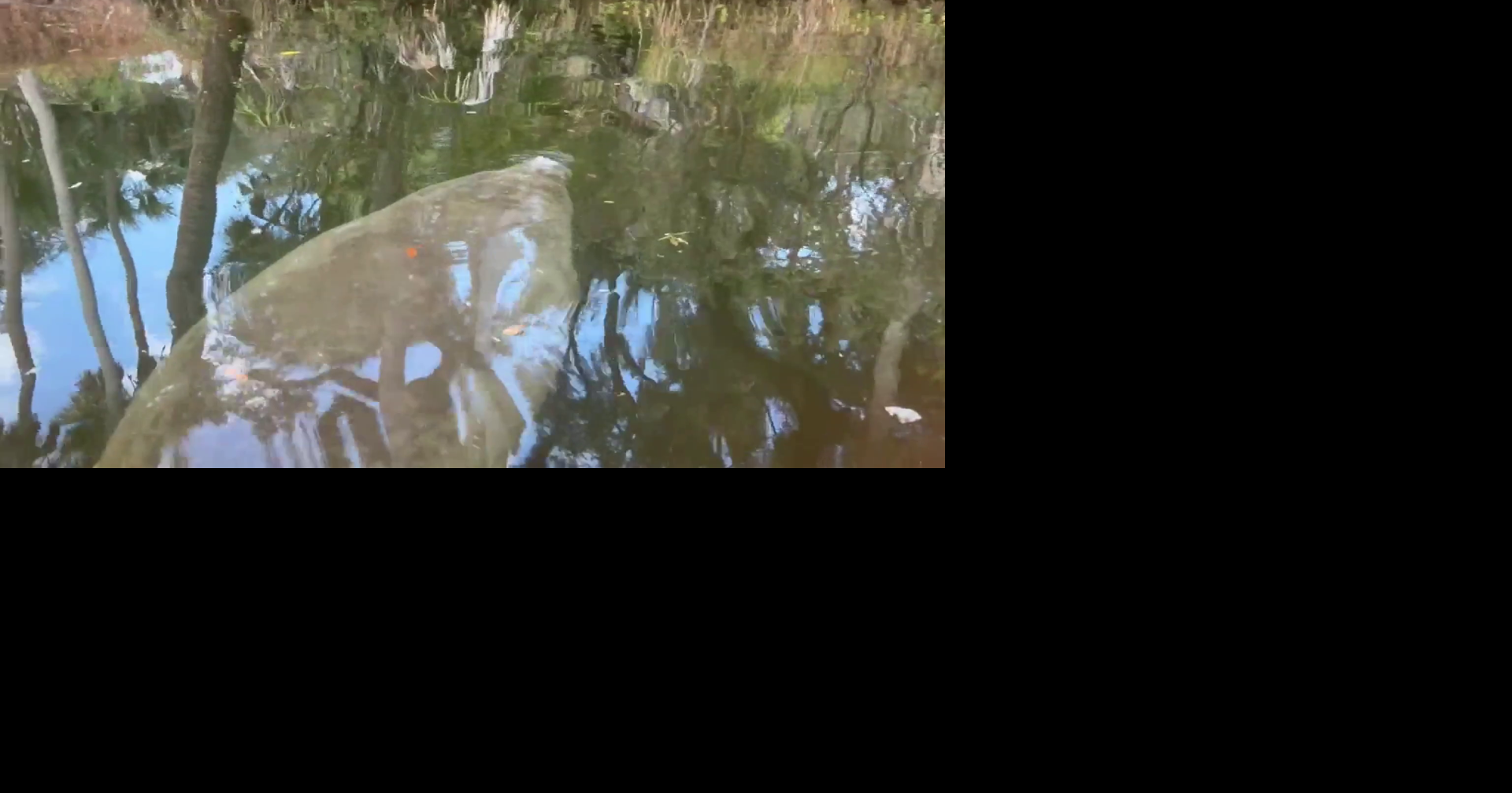 Lee County mourns 25 manatees; FPL plant shutdown under investigation