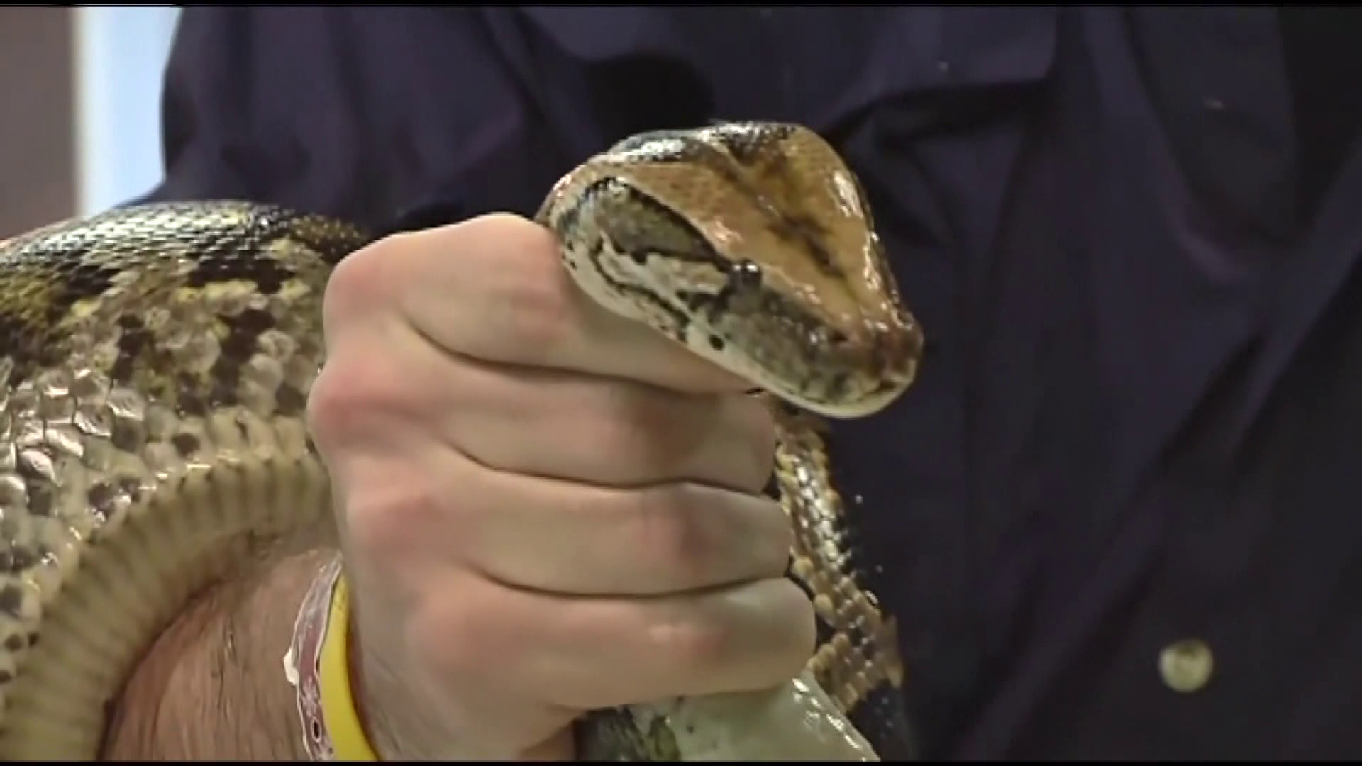 Burmese pythons in Everglades may change landscape by spreading seeds | Collier County ...