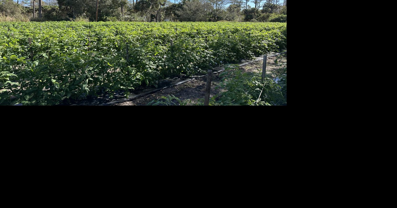 Cold snap in Southwest Florida keeps farmers on edge over frost risks