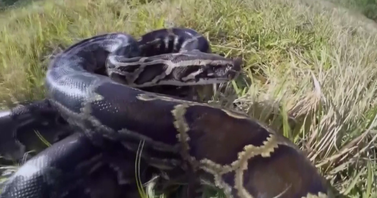 Everglades Suffer As Burmese Pythons Invade SWFL News Everglades suffer as burmese pythons invade swfl news