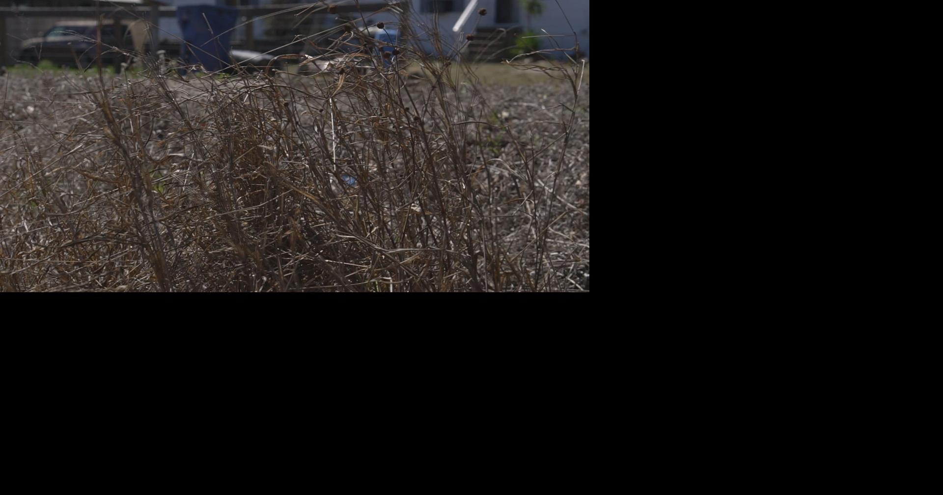 Dry February sparks over 55 brush fires in DeSoto County