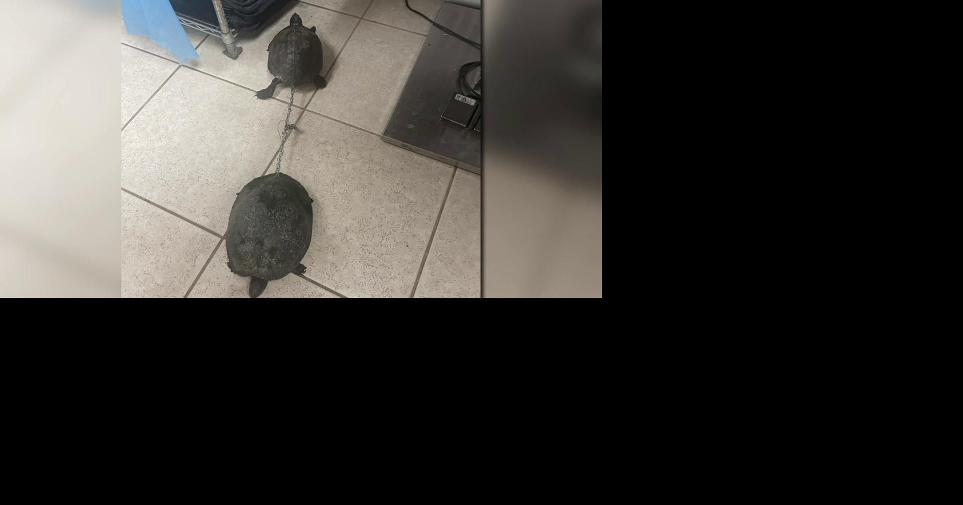 Florida turtles chained with drilled shells rescued