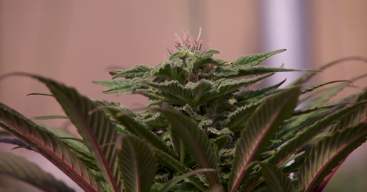 "It's one leg of the journey" Cape Coral CBD store owner reacts to marijuana reclassifications