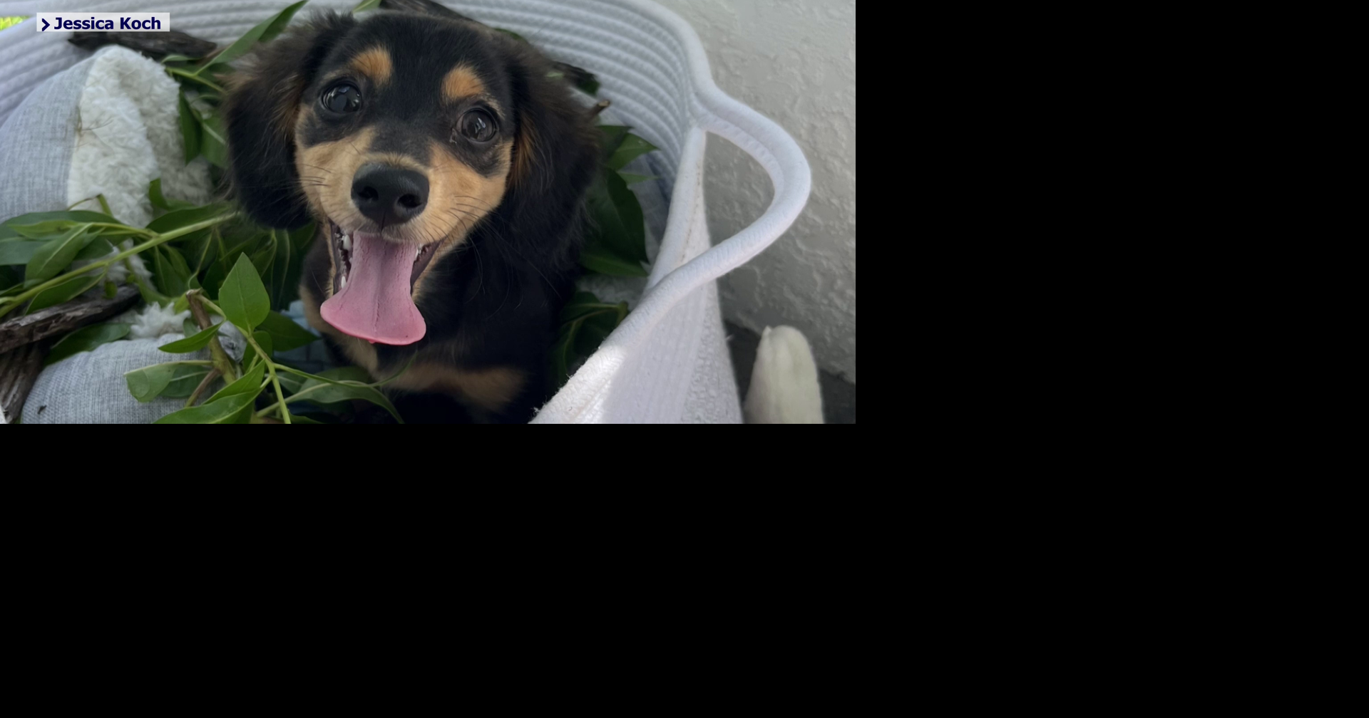 Cape Coral family searches for dog lost during holiday fireworks