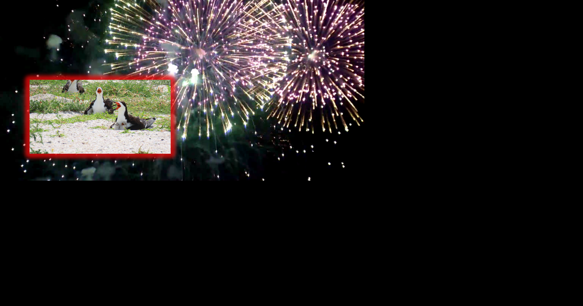 Read moreJuly 4th fireworks could drive Southwest Florida shorebirds from their nests