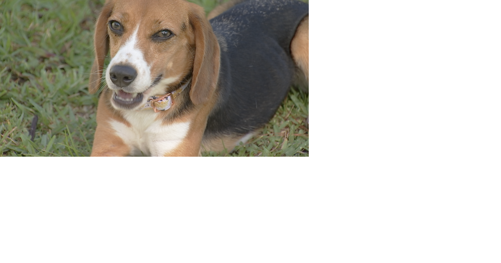 First beagle from Wisconsin cruelty case finds home in Bonita Springs