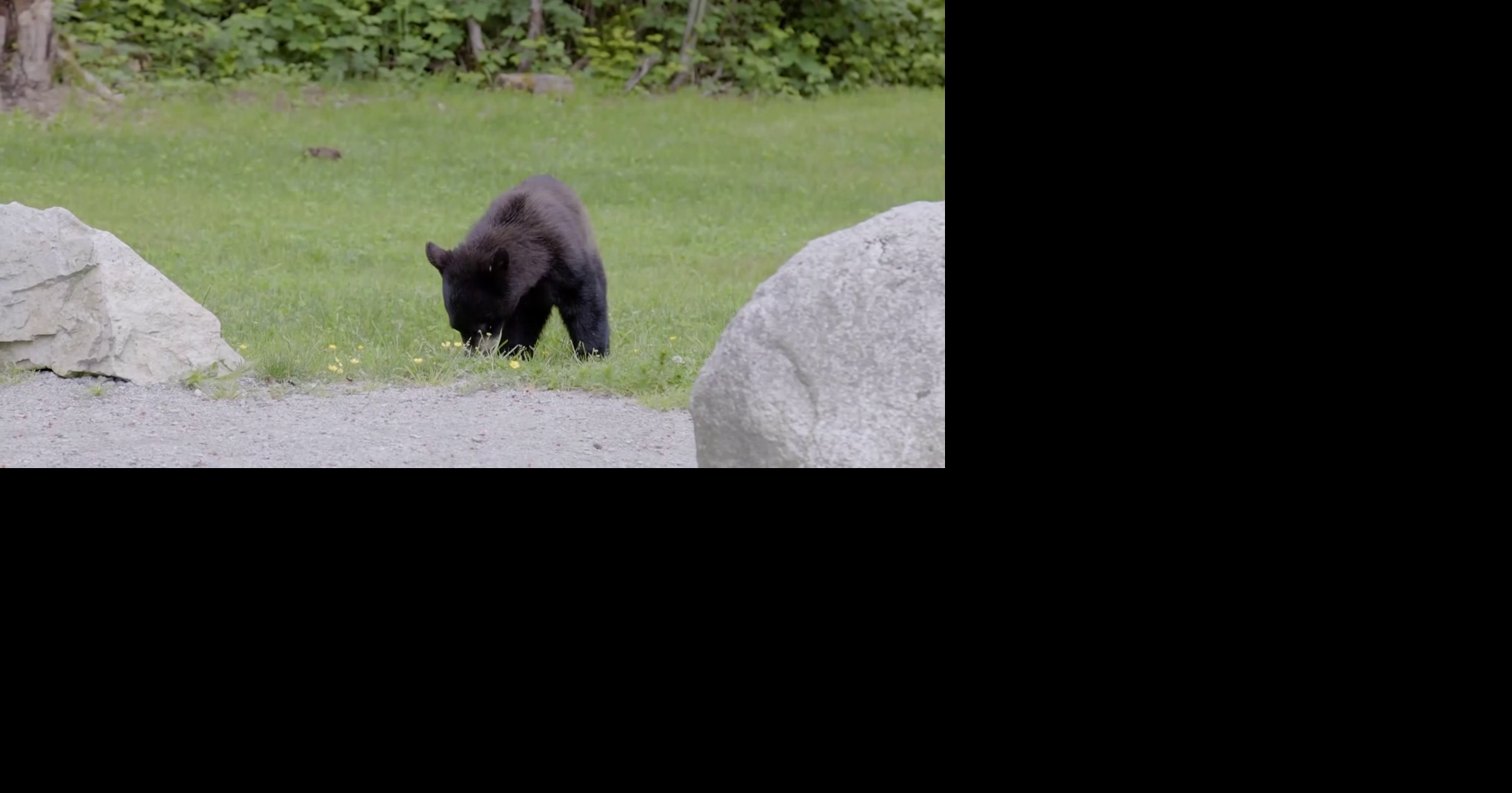 Florida bear hunt debate intensifies as officials withhold kill data