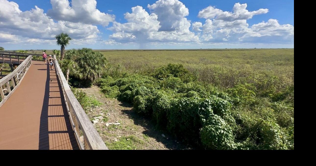 Everglades Elevated Boardwalk offers unique escape off I-75 for travelers