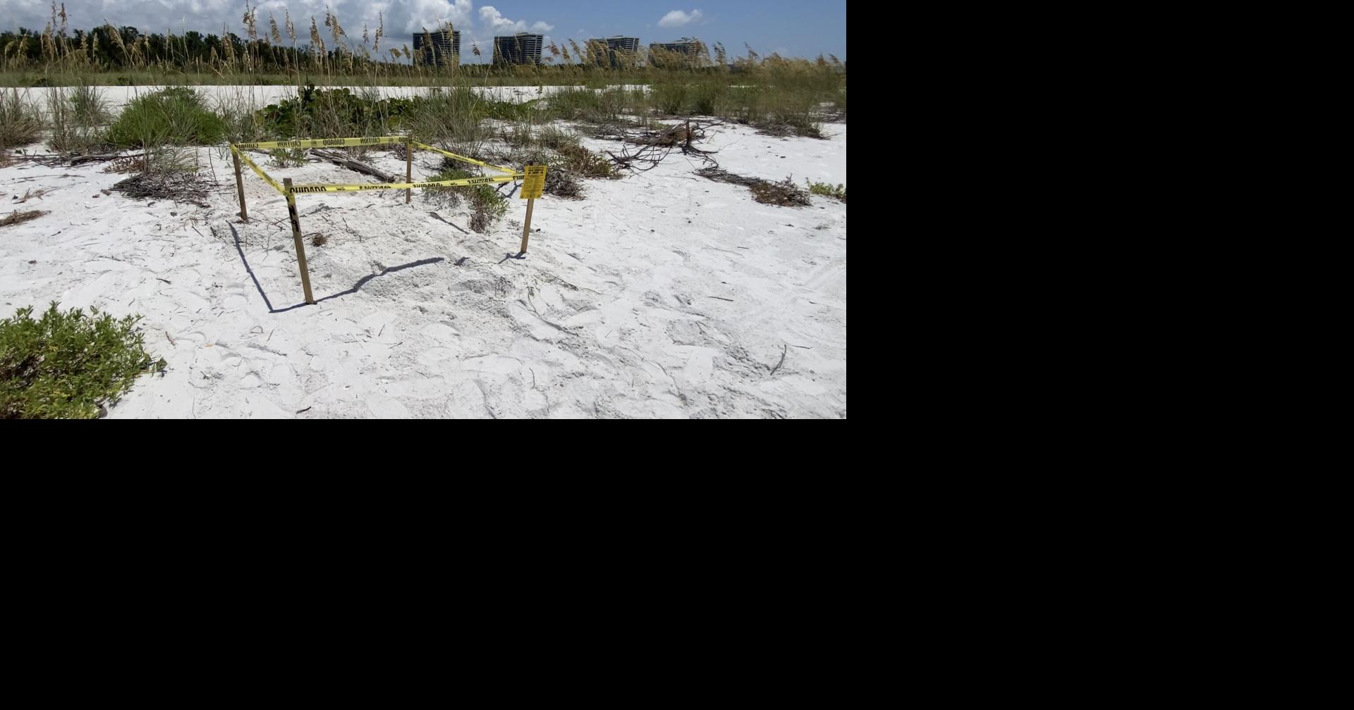 Marco Island withdraws beach restriction proposal for sea turtle nesting season