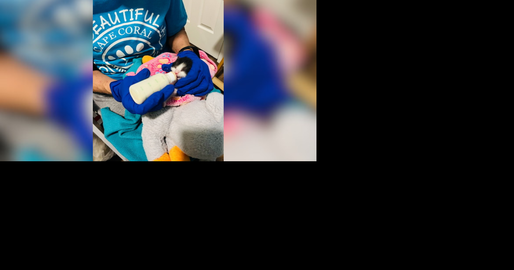 Cape Coral prepares for kitten season with specialized neonatal kits