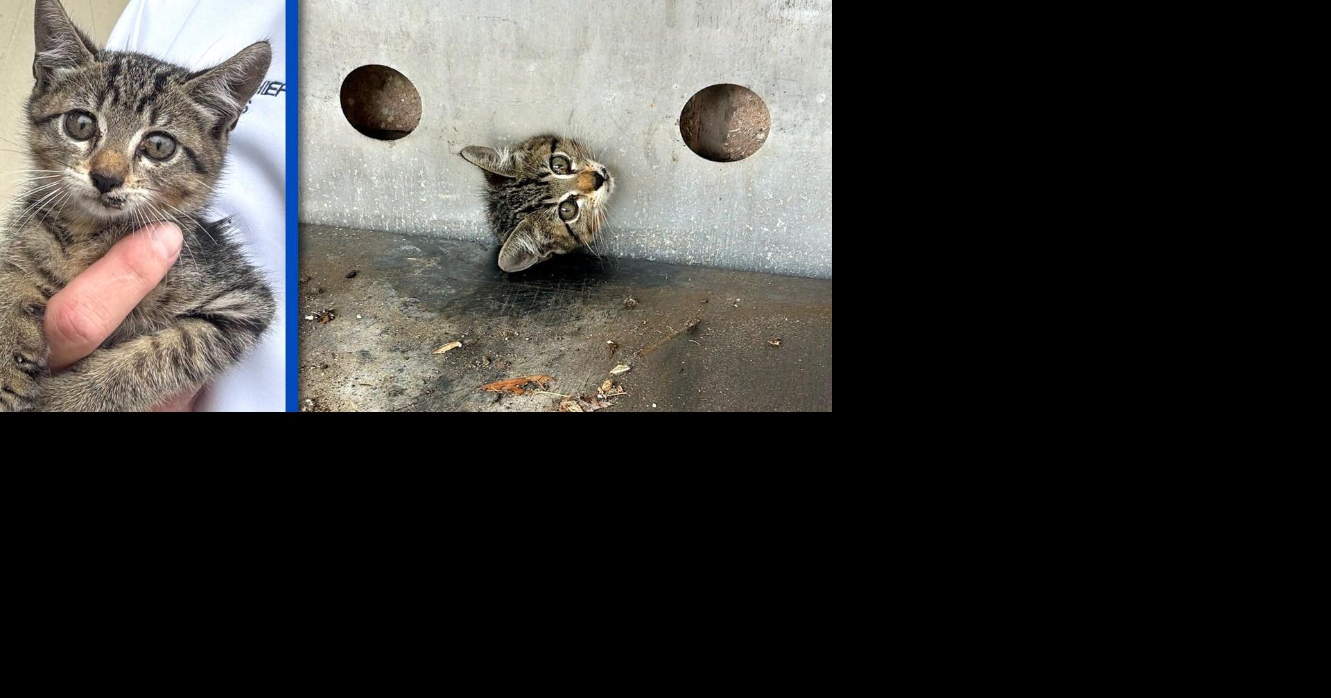 Read more North Port firefighters free kitten stuck in Walgreens propane locker