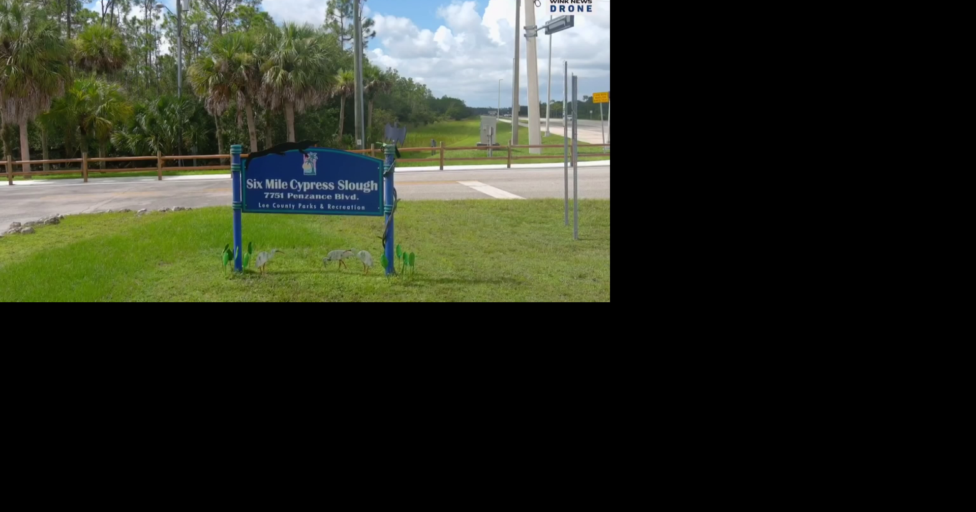 Baby alligators delight visitors at Six Mile Cypress Preserve
