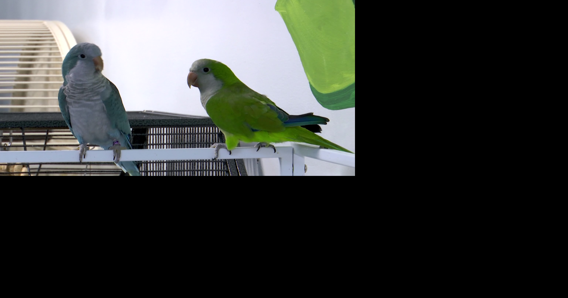 Charlotte County bird rescue needs new home before October deadline