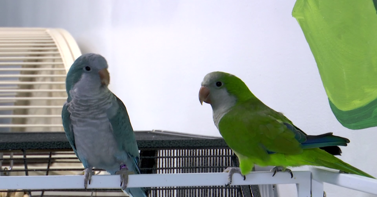 Charlotte County bird rescue needs new home before October deadline