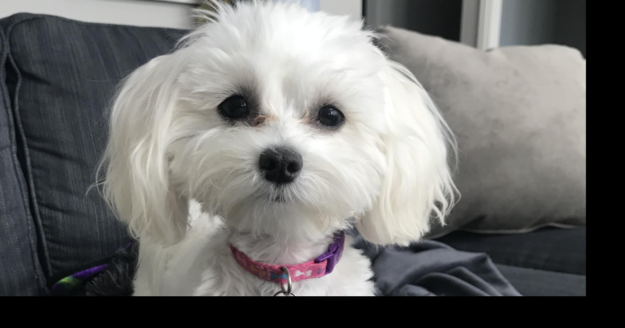 Naples pet contest raises $40K for Patty Baker Humane Society animals