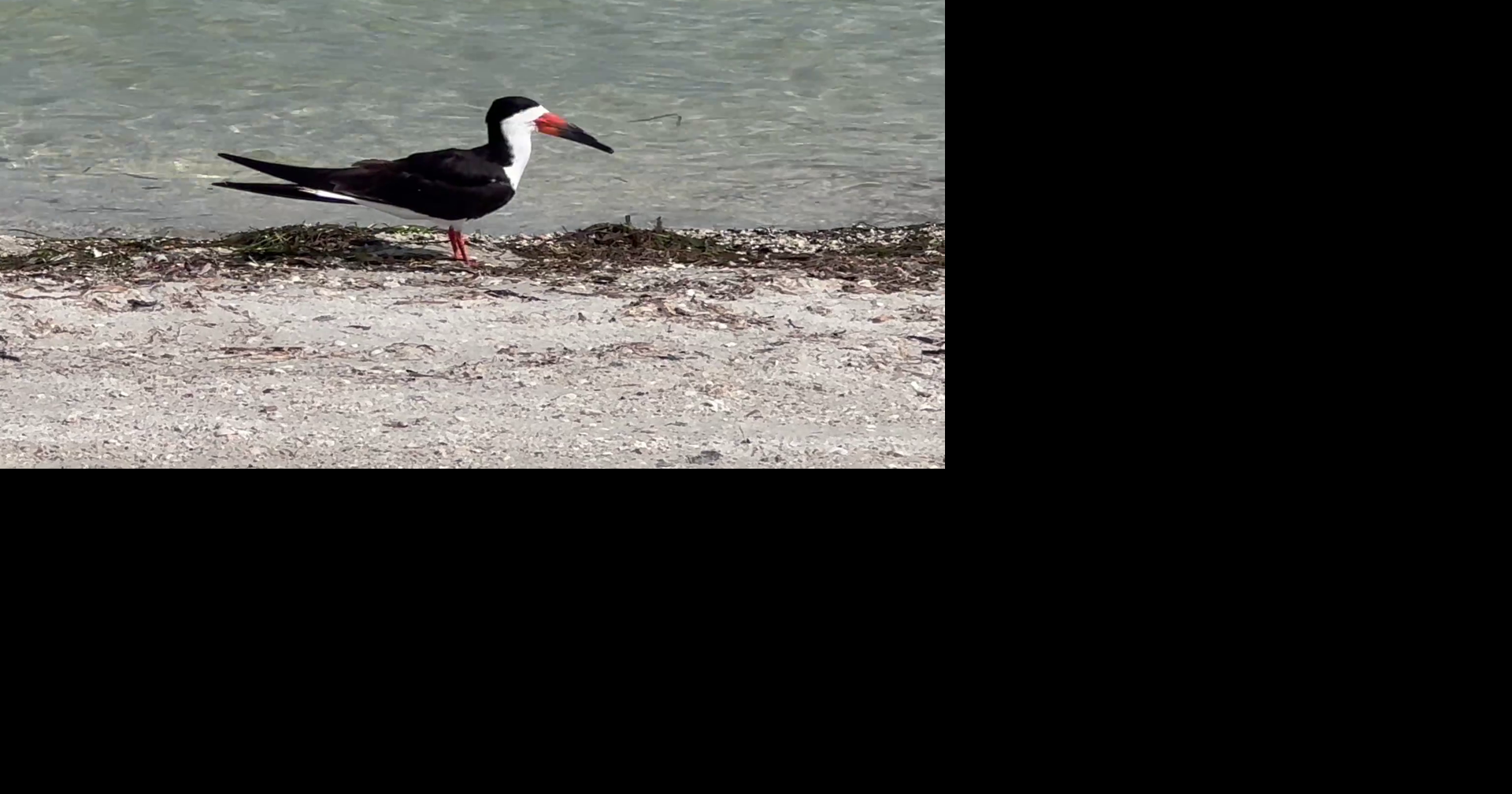 Read morePost-Hurricane Ian habitat helps Black Skimmers return to Sanibel Causeway