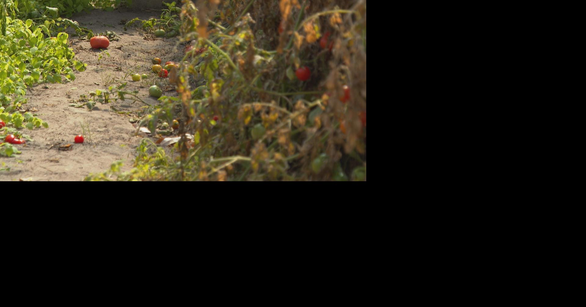 Farmers fear losses as freeze hits at critical time