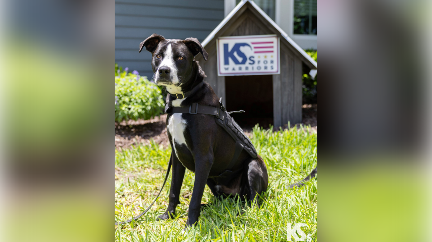 Therapy dog helps local fire department foster safe work environment – WINK News