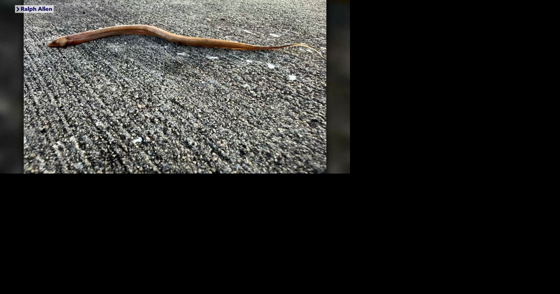 Florida wildlife app lets residents help track invasive swamp eels