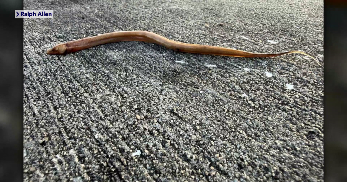 Florida wildlife app lets residents help track invasive swamp eels