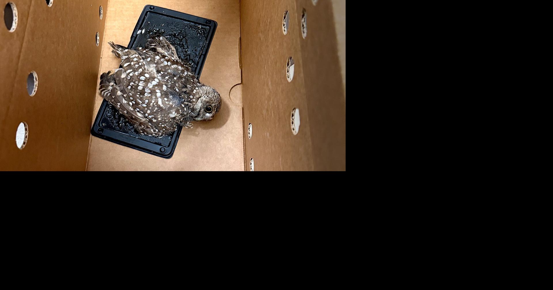 Fort Myers burrowing owl rescued after getting stuck to glue trap