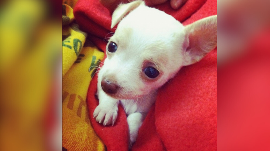 Lee County family questions dog sitter's actions after pet's tragic death