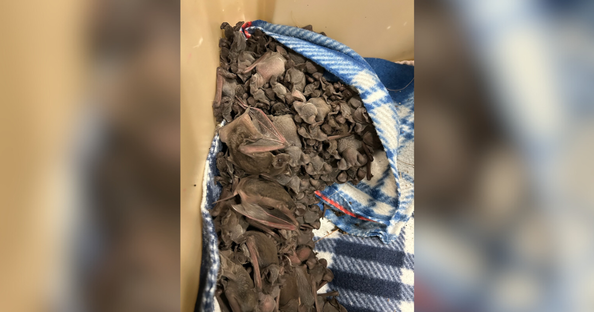 Over 100 bat pups found under palm frond, rescued by volunteers – WINK News