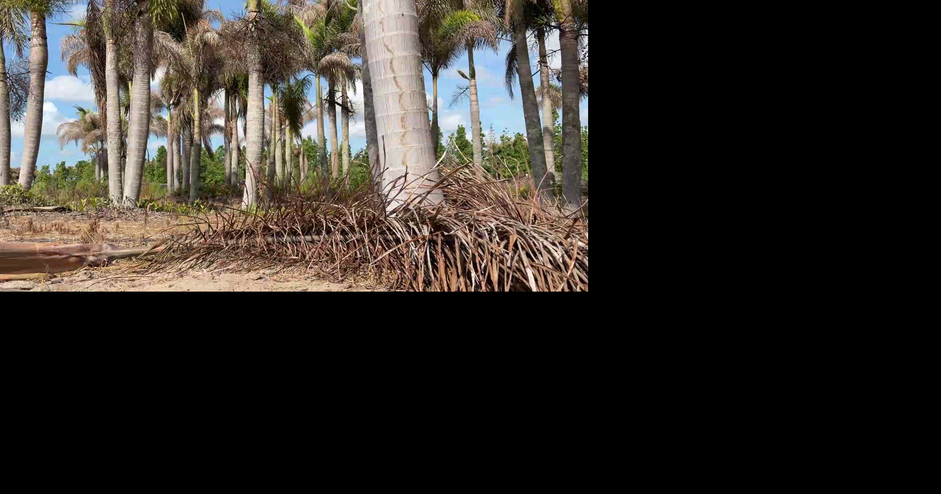LaBelle palm farm devastated by winter freeze, drought slows recovery
