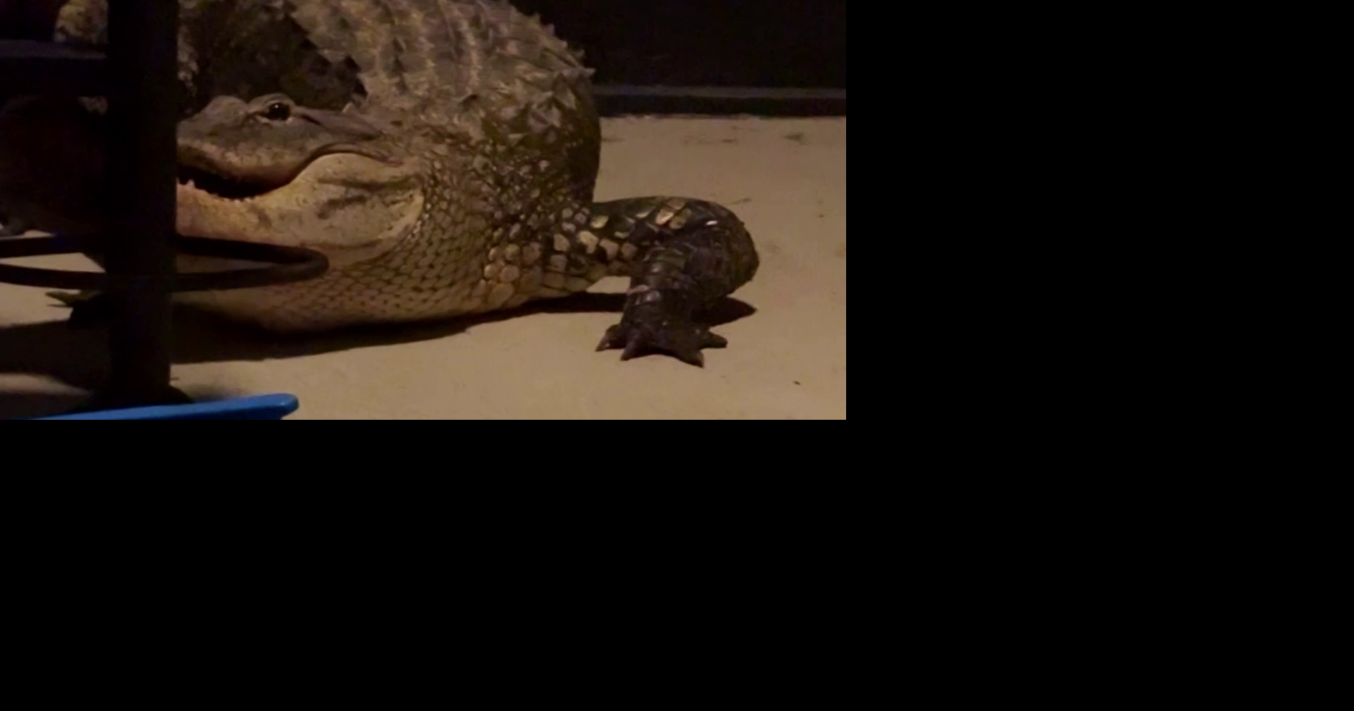 Southwest Florida mom mistakes fighting alligators for home intruder
