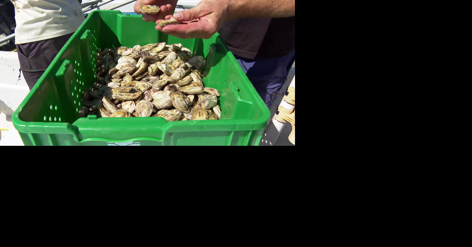 Florida oyster farm produces 200,000 oysters while restoring reefs