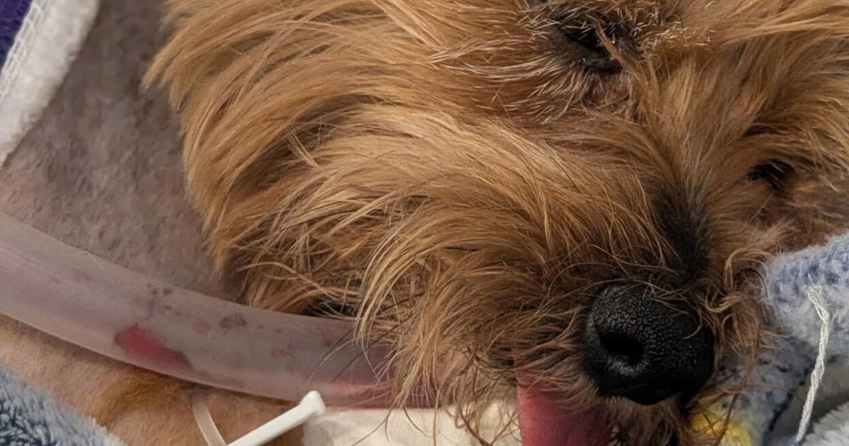 Englewood dog survives alligator attack, faces 6-8 weeks of recovery