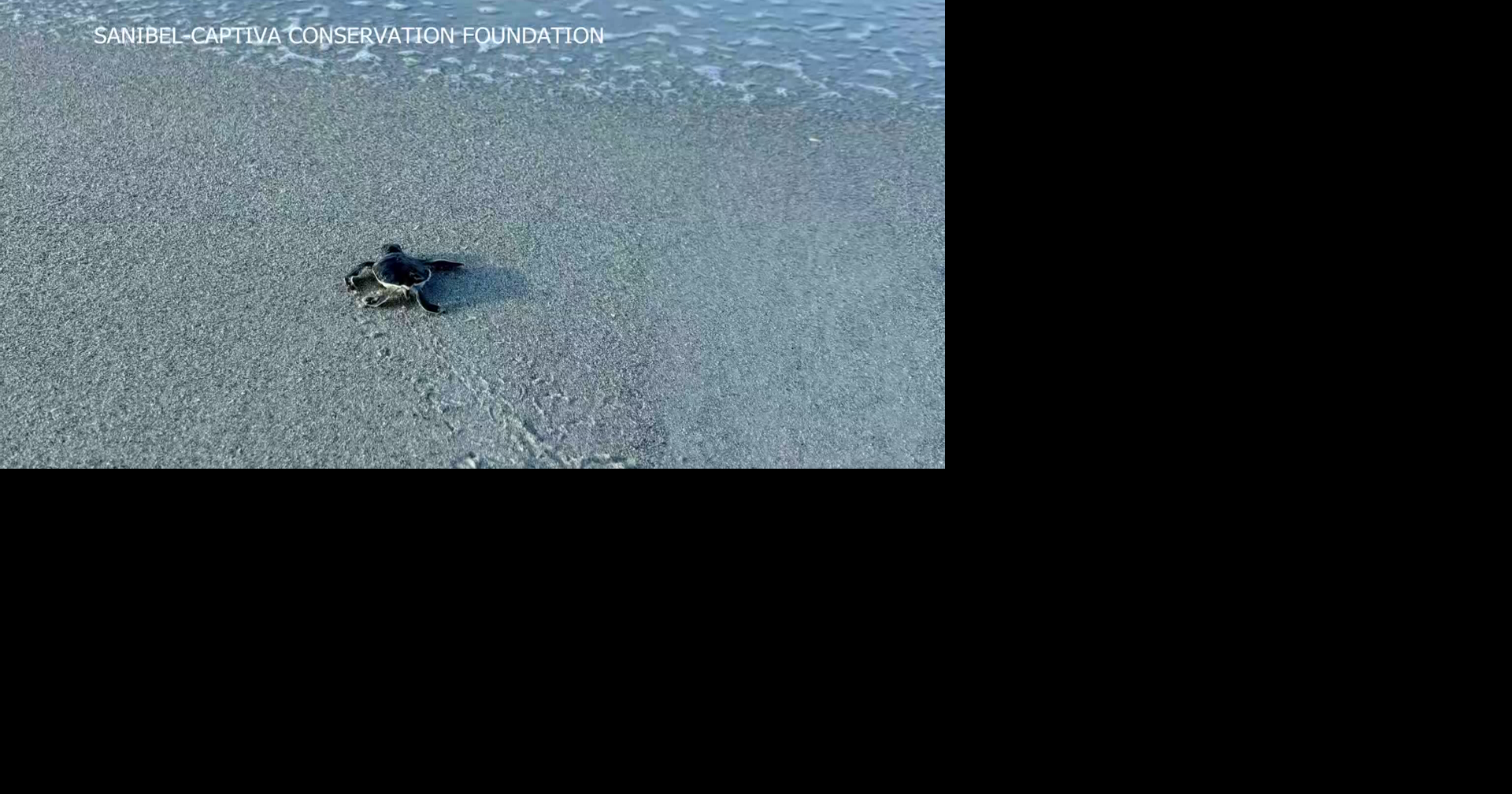 Controversial Marco Island proposal could ban fishing during turtle season