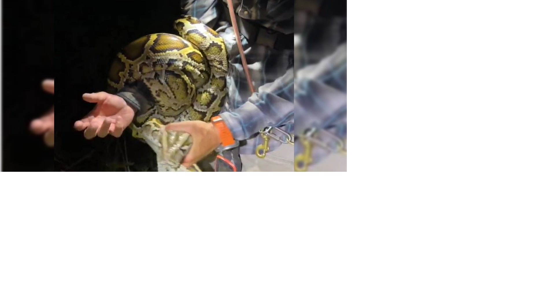 Florida Python Challenge accounts for 743 Burmese pythons removed since ...